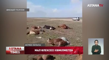 Ақтөбе облысында мал өлексесі далада шашылып жатыр