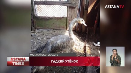Спецоперацию по спасению птенца лебедя развернула жительница Лисаковска