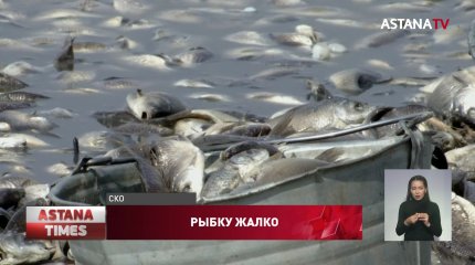 Рыба массово гибнет на озере в СКО