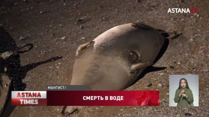 Специалисты выясняют причину массовой гибели тюленей на Каспии