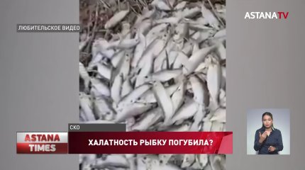 Седьмой случай массовой гибели рыбы произошел в Северном Казахстане