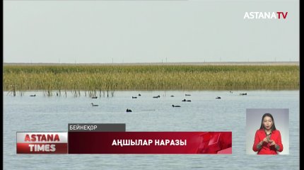 Ақтөбелік аңшылар құс ату лимитінің қысқарғанына наразы