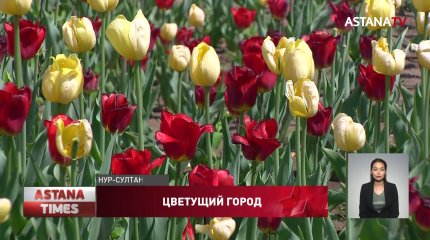 Откуда в столицу завезли тюльпаны, рассказали агрономы