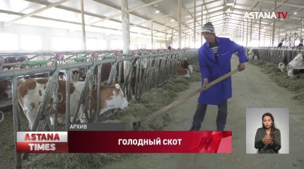Дефицит кормов в Казахстане: скот не доедает половины нормы