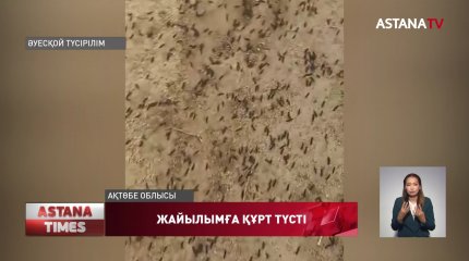 Ақтөбе облысындағы жайылымды құрт жеп жатыр