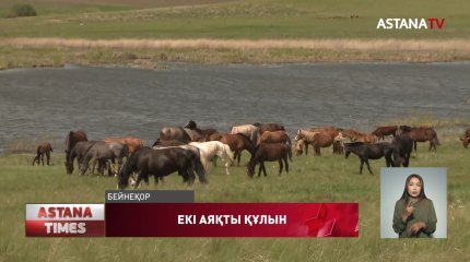 Қарағанды облысында екі аяқты құлын туды