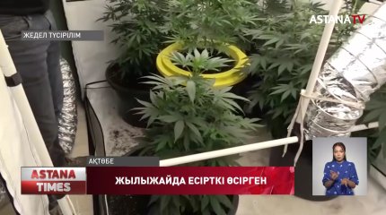 Ақтөбелік тұрғын жылыжайда қарасора өсіріп, есірткі зертханасын ашқан