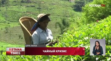 К удорожанию чая может привести кризис на Шри-Ланке
