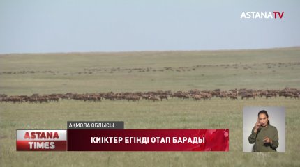 Ақмола облысында киіктер егінге түсіп, шаруалар зиян шегуде