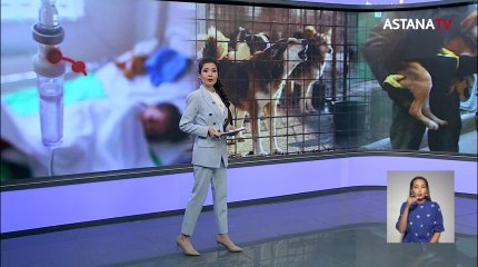 Ақтөбеліктер бұралқы ит аулауға өздері кірісіп кетті