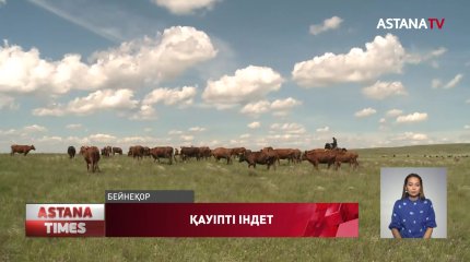 Қарағанды облысының Шет ауданында белгісіз аурудан мал қырылды