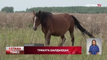 Қызылжар өңірінде жылқылар тұмауға шалдыққан