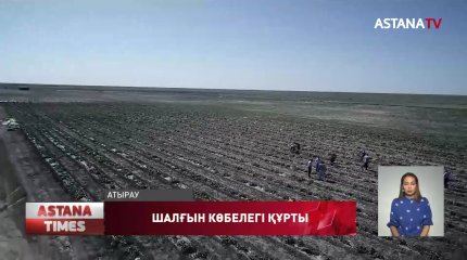Атырауда шалғын көбелегі құртының қаупі сейілді
