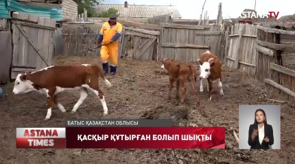 БҚО төрт адамды жарақаттаған қасқыр құтырған болып шықты