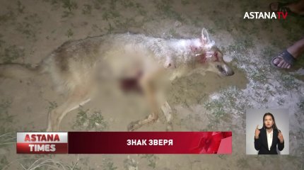 Целое село в ЗКО закрыли на карантин после нападения волчицы