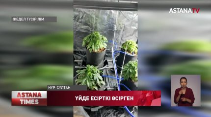 Елорда тұрғыны үйінде есірткі өсірген