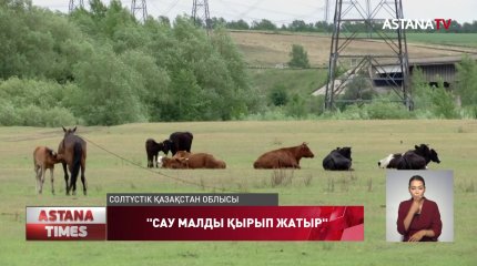 "Бруцеллезге шалдықты" деп сау малды қырып жатыр,-тұрғын