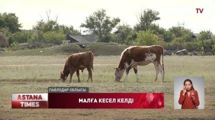Павлодарда малға кесел келді