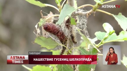 Нашествие шелкопряда: гусеницы уничтожают павлодарские леса и насаждения