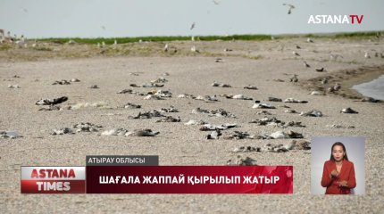 Қашаған кен орнында шағала қырылып жатыр