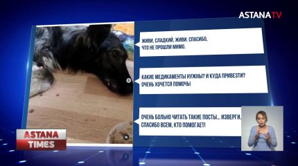 В Костанае живодёры закопали собаку заживо