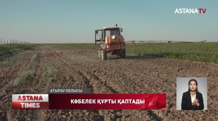 Атырау облысында шалғын көбелек егістікке зиянын келтіріп отыр