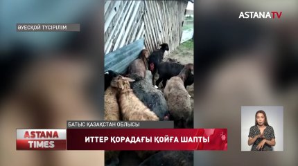 БҚО бұралқы иттер қорадағы қойды талқандаған