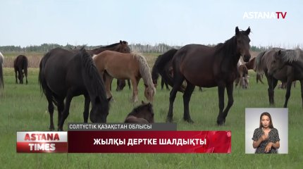 Солтүстік Қазақстан облысында жылқылар белгісіз дертке шалдықты