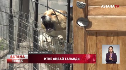 Алматы облысында бүлдіршінді көршінің иттері талаған