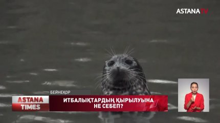 Экология министрлігі Каспий итбалықтарының неден қырылғанын түсіндірді