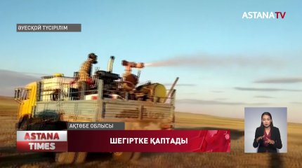 Ақтөбе облысындағы алқапта шегіртке қаптады