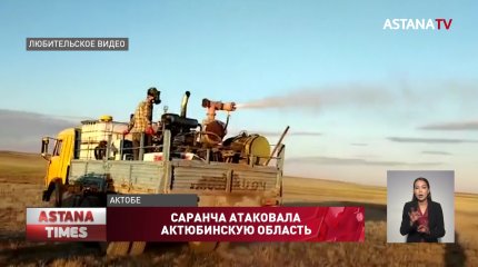 Саранча атаковала три района Актюбинской области