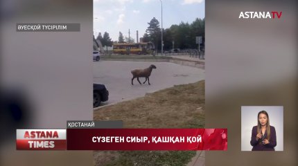 Қостанай көшесінде адамдарды сүзген сиырдың иесіне айыппұл салынды
