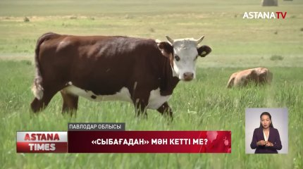 Павлодарда фермер асыл тұқымды мал әкелгенін дәлелдей алмай жүр