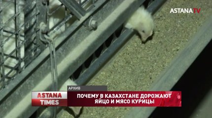 Подорожали на треть: почему в Казахстане растут цены на яйцо и мясо курицы