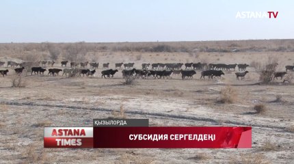 Қызылордалық шаруалар мал азығына бөлінетін субсидияға қол жеткізе алмай отыр