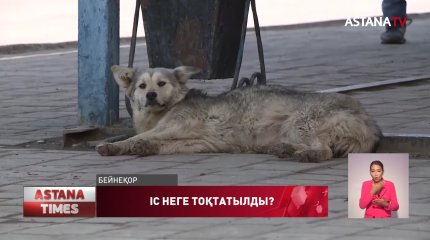 Ақтөбеде ит талап өлтірген баланың өліміне қатысты қылмыстық іс неге тоқтатылды?