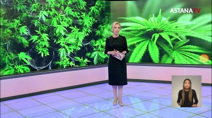 Коноплю прямо на кухне выращивала 60-летняя жительница Степногорска