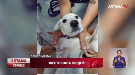 Житель Сатпаева избил, порезал собаку и сбросил её со 2-го этажа