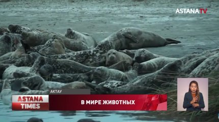 Экологи объяснили причину агрессивного поведения тюленей в Актау