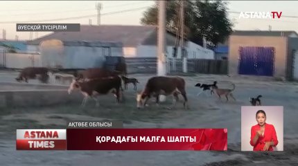 Ақтөбе облысында бұралқы иттер қорадағы малға шапқан