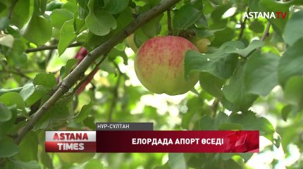 Елордада апорт алмасы өседі
