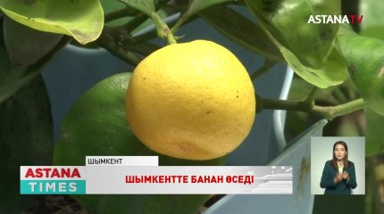 Шымкенттік оқушылар экзотикалық жемістің түр-түрін өсіруде