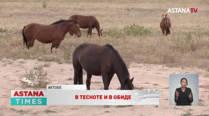 Без пастбищ остались жители пригорода Актобе