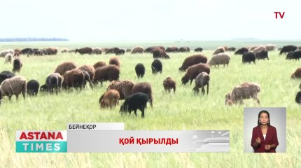 Солтүстік Қазақстанның Шал ақын ауданында қой қырылды