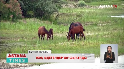 Жоғалған малдарын таппаған жамбылдықтар шу шығарды