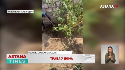 Два года тюрьмы грозит жителю Жанаозена за выращивание конопли