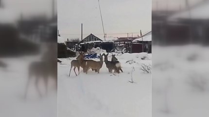 Қызылжарда еліктер қала көшелерінде жүр