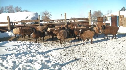 Қарағанды облысында халық мал жаятын жайылым таппай отыр