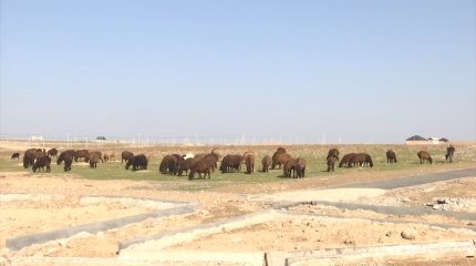 Не ищите громких фамилий: Карашукеев ответил на критику по изъятию пастбищных земель